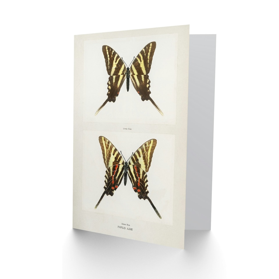 image 1 of Sherman Denton Art Card Papilio Ajax Butterfly Vintage Illustration