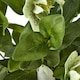 image 3 of Hellebore Plant in Pot - Plastic - L33 x W38 x H41 cm - Green/Taupe