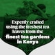 image 5 of PG Tips Original | Black Tea Bags Bulk | One Cup | Refreshing & Flavourful | Ideal For Office Catering | 1100 Plant Based Biodegradable Square Teabags
