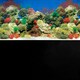 image 1 of Superfish Poster/Background #1 (Coral / Black)