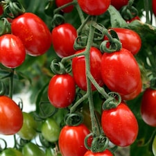 Marshalls Garden Tomato Seeds Sungrape F1 - 6 Seeds | Green | Green, Red