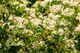 image 3 of 2 Mixed Extra Large Physocarpus Shrubs | Diablo & Lemon Raspberry | in 3 Litre Pots By Direct Plants