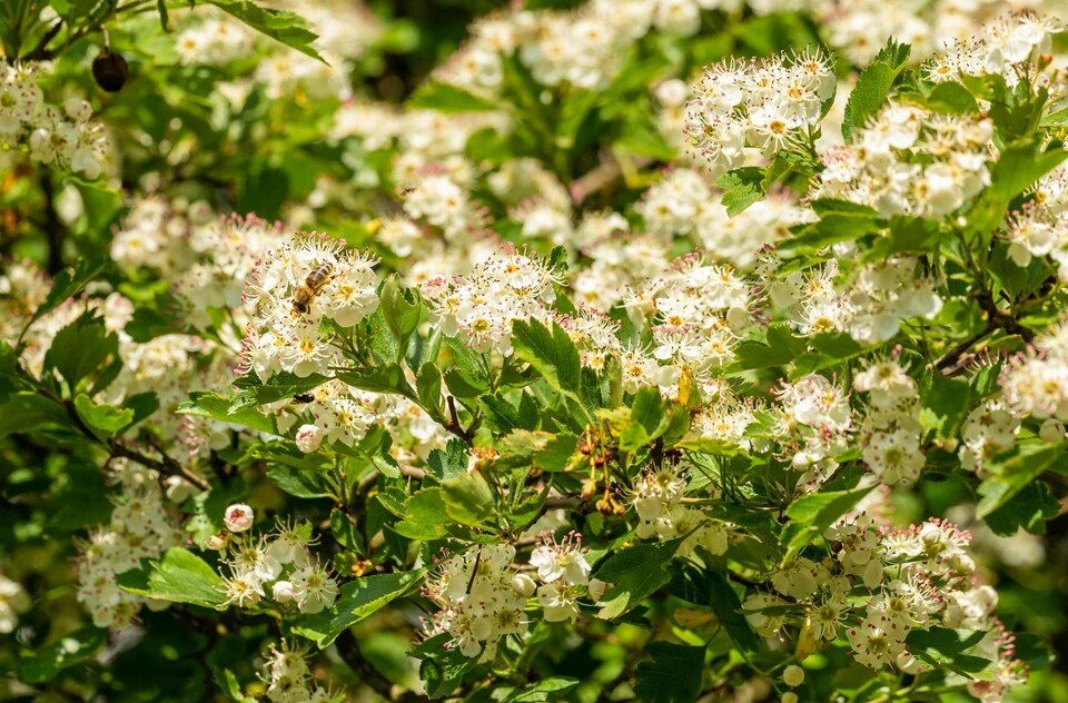 image 1 of 2 Mixed Extra Large Physocarpus Shrubs | Diablo & Lemon Raspberry | in 3 Litre Pots By Direct Plants