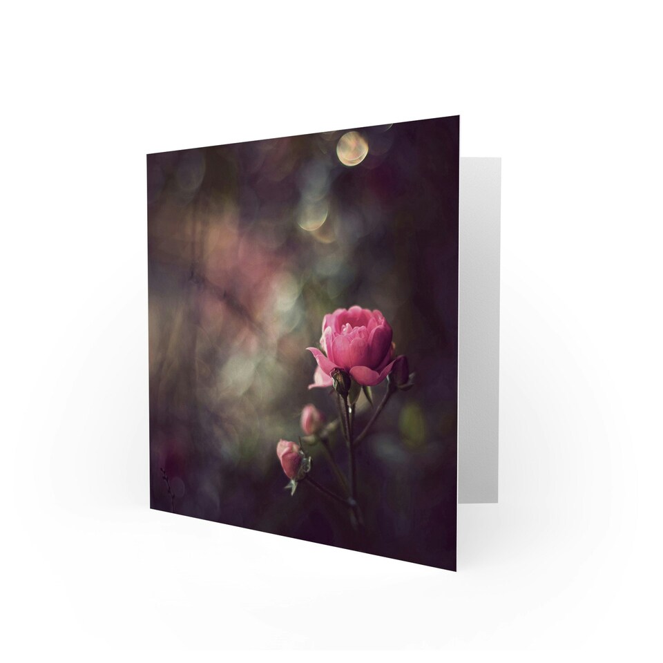image 1 of Bokeh Pink Rose Flower Photograph Floral Spring Art Card
