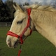 image 2 of Rhinegold Star Spangled Headcollar & Rope Set Red | Size: Cob
Colour: Red