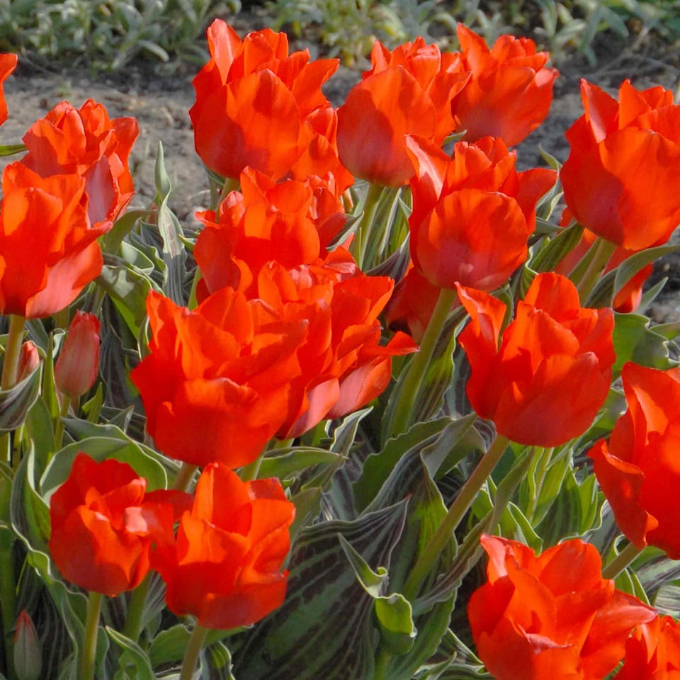 image 1 of Marshalls Garden Tulip Bulbs 'Red Riding Hood' (10 Bulbs)
