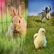 image 4 of Pegdev Pet Friendly Grass Seed Resilient High Yielding for Lawns and Pastures 20kg
