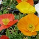 image 1 of Papaver nudicaule Garden Gnome - Dwarf Icelandic Poppy large saucer flowers sunny shades 1-2x 1L pots