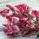 image 4 of Heirloom Fragrant Climbing Sweet Pea Queen of The Isles - Red White Blooms Cottage Garden Classic Thompson & Morgan