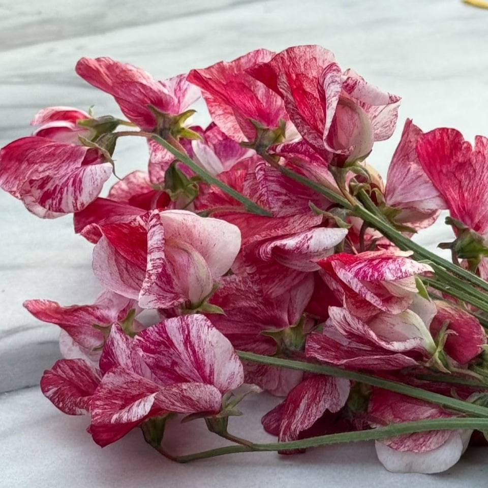 image 1 of Heirloom Fragrant Climbing Sweet Pea Queen of The Isles - Red White Blooms Cottage Garden Classic Thompson & Morgan