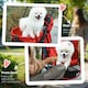 image 10 of PawHut Pet Stroller Foldable Travel Carriage w/ Brake Basket Canopy, Red