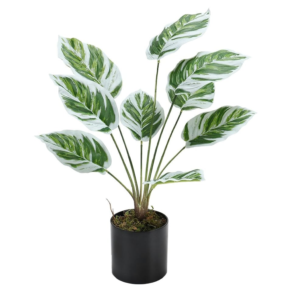 image 1 of Living and Home Potted Fake Plants Artificial Calathea White Fusion