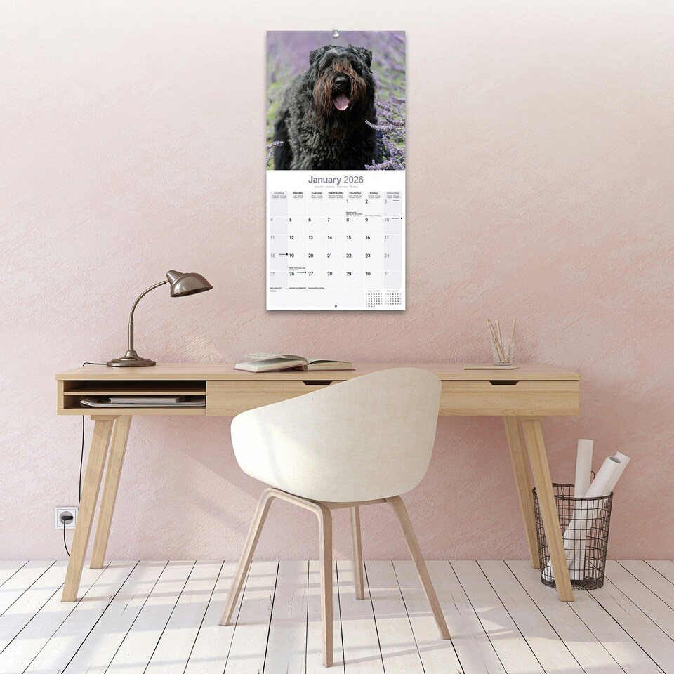 image 1 of Bouvier des Flandres 2026 Calendar | Square Wall Calendar | Dog Breed Gift | Plastic Free Packaging | by Avonside Publishing