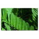 image 1 of Natural dark green leaves, long slender green leaves Designer Bath Towel | Multi