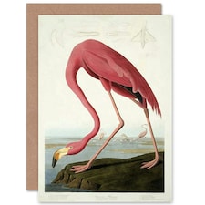 Havell Audubon American American Flamingo Zoology Art Card