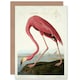 image 1 of Havell Audubon American American Flamingo Zoology Art Card