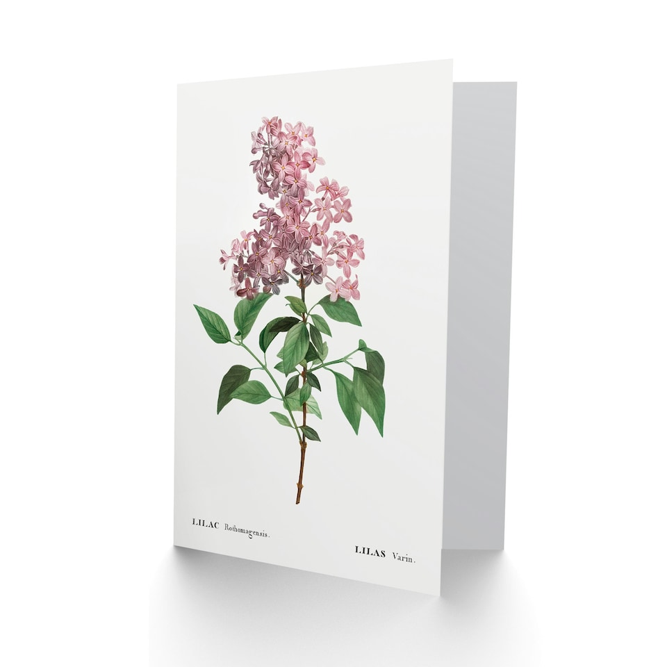 image 1 of Pierre-Joseph Redouté Art Card Chinese Lilac Vintage Floral
