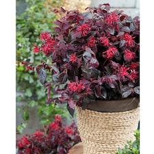 Loropetalum Ever Red 9cm Potted Plant x 2