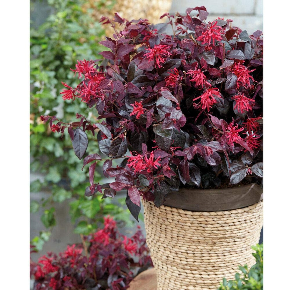 Loropetalum Ever Red 9cm Potted Plant x 2