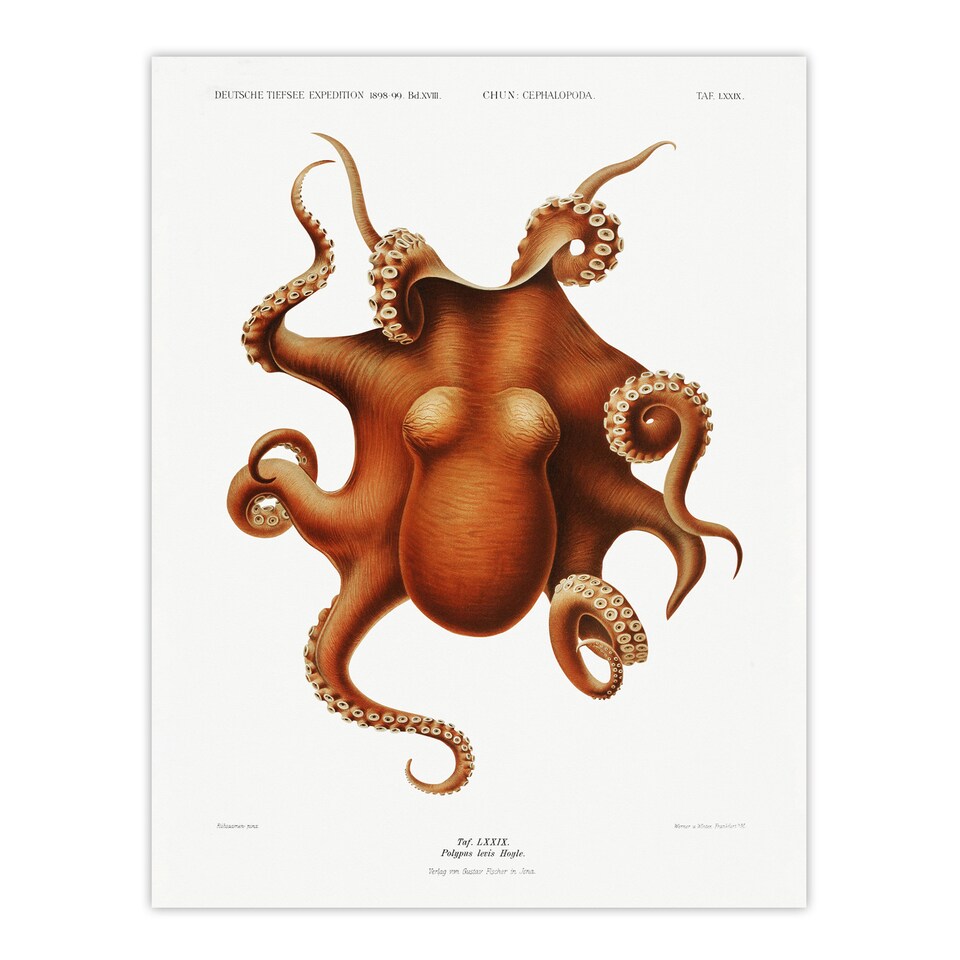 image 1 of Octopus Vintage Illustration Carl Chun Wall Art Poster Print 12X16"