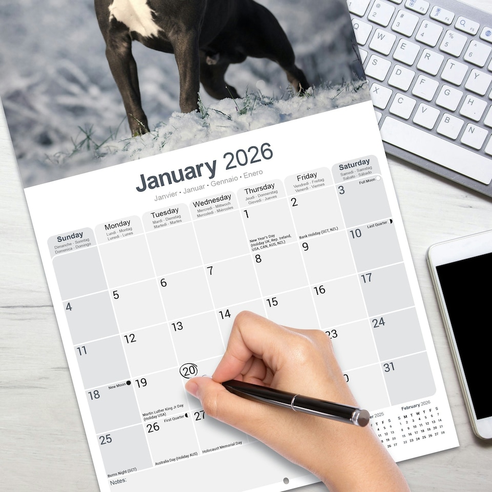 image 1 of American Staffordshire Terrier 2026 Calendar | Square Wall Calendar | Dog Breed Gift | Plastic Free Packaging | by Avonside Publishing