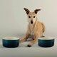 image 3 of Scruffs Ceramic Ombre Pet Food Bowl 19cm | Blue | 1