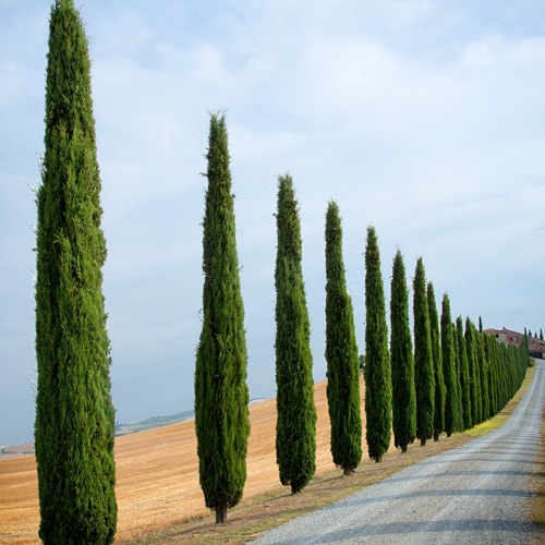 YouGarden Italian Cypress Trees, Set of Two Established Plants in 20cm Pots, Already 90-120cm Tall