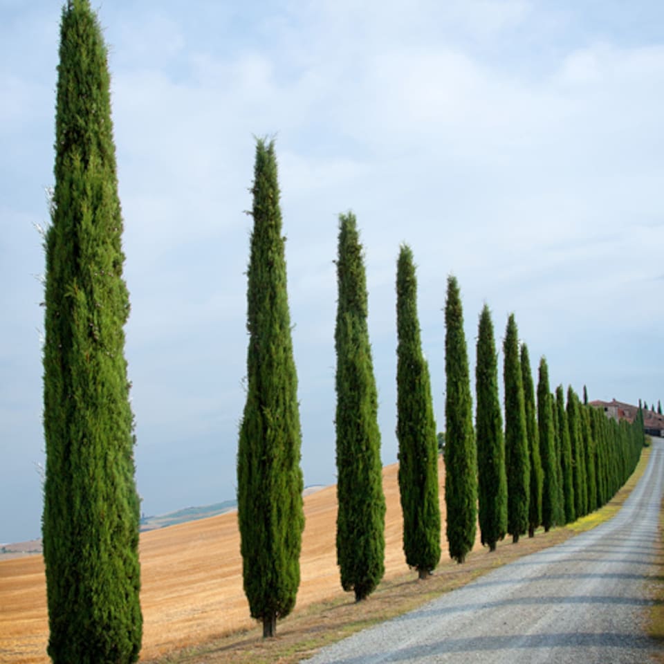 image 1 of YouGarden Italian Cypress Trees, Set of Two Established Plants in 20cm Pots, Already 90-120cm Tall