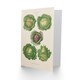 image 2 of Ernst Benary Art Card Cabbage Varieties Vintage Botanical