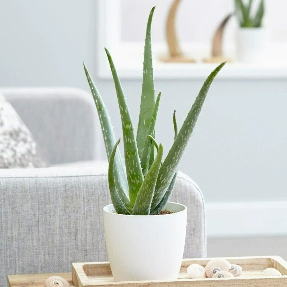 image 1 of Carbeth Plants Aloe Vera Plant with White Decorative Pot - Ideal Houseplant for Home & Office