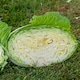 image 6 of Marshalls Garden Cabbage Seeds 'Felicity' F1 (20 Seeds) | Green | Green
