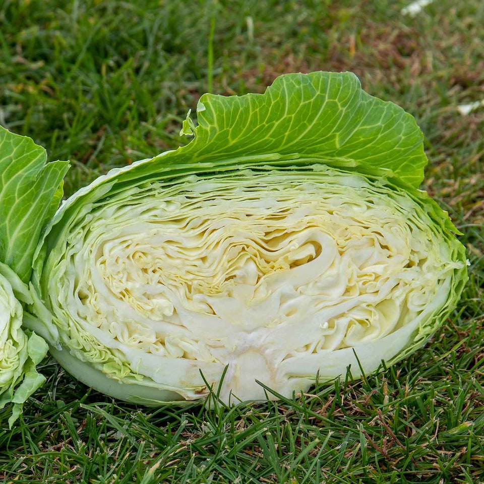 image 1 of Marshalls Garden Cabbage Seeds 'Felicity' F1 (20 Seeds) | Green | Green