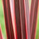 image 4 of Marshalls Garden Cordyline 'Charlie Boy' - 3 x 9cm Potted Plants
