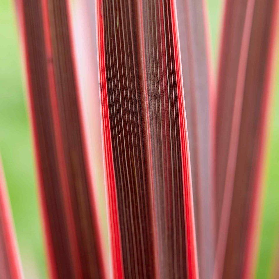 image 1 of Marshalls Garden Cordyline 'Charlie Boy' - 3 x 9cm Potted Plants