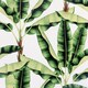 image 2 of Musa Wallpaper in Green Multi