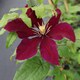 image 4 of Clematis Niobe Ruby-Red Hardy Perennial Climber Compact Starry Blooms 2x 7cm Pot T&M