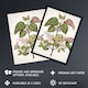 image 2 of New Zealand Makomako Flowering Plant Featon Framed Wall Art Print 12X16"