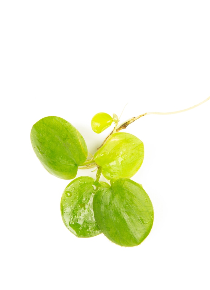 image 1 of Amazon Frogbit (Limnobium laevigatum) - Live Aquarium Plant for Floating Surface Cover, No CO2 Needed - Fish Tank Plant