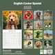 image 2 of English Cocker Spaniel 2026 Calendar | Square Wall Calendar | Dog Breed Gift | Plastic Free Packaging | by Avonside Publishing