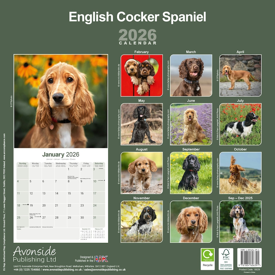 image 1 of English Cocker Spaniel 2026 Calendar | Square Wall Calendar | Dog Breed Gift | Plastic Free Packaging | by Avonside Publishing