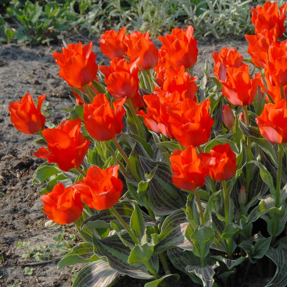 image 1 of Marshalls Garden Tulip Bulbs 'Red Riding Hood' (10 Bulbs)