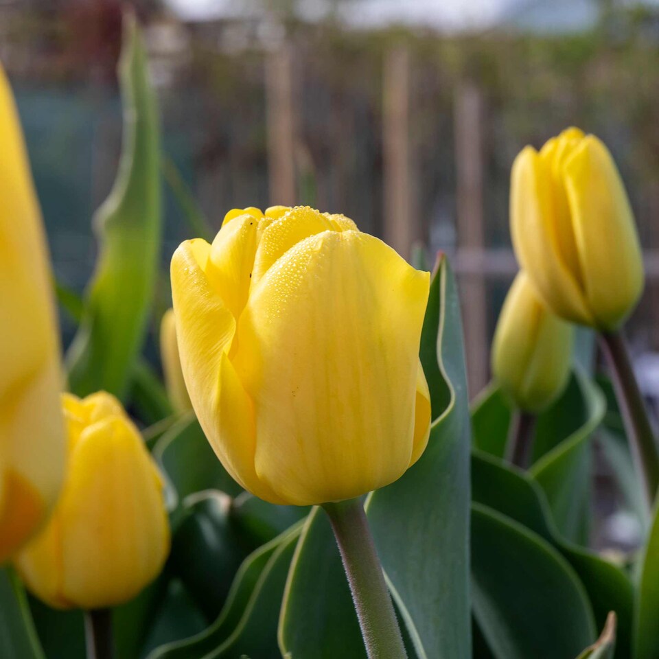 image 1 of Marshalls Garden Tulip Bulbs 'World Friendship' – Primrose Yellow, Pack of 10