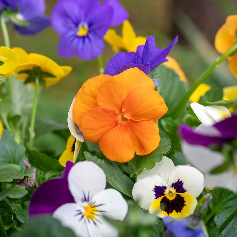 image 1 of Viola 'Sorbet Mix' - Garden-ready plugs, winter to early spring blooms