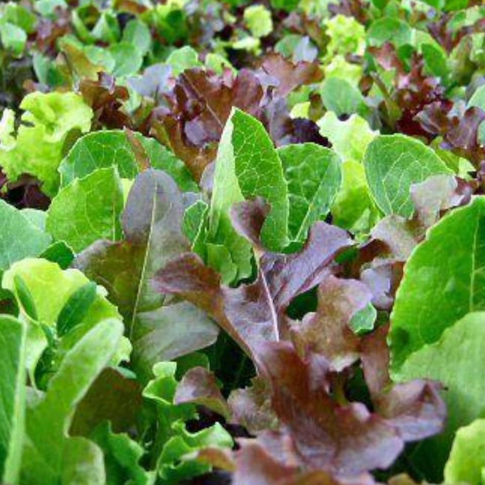image 1 of Carbeth Plants Lettuce Mixed Vegetable Plant - 6 pack - Easy Grow Kitchen Garden
