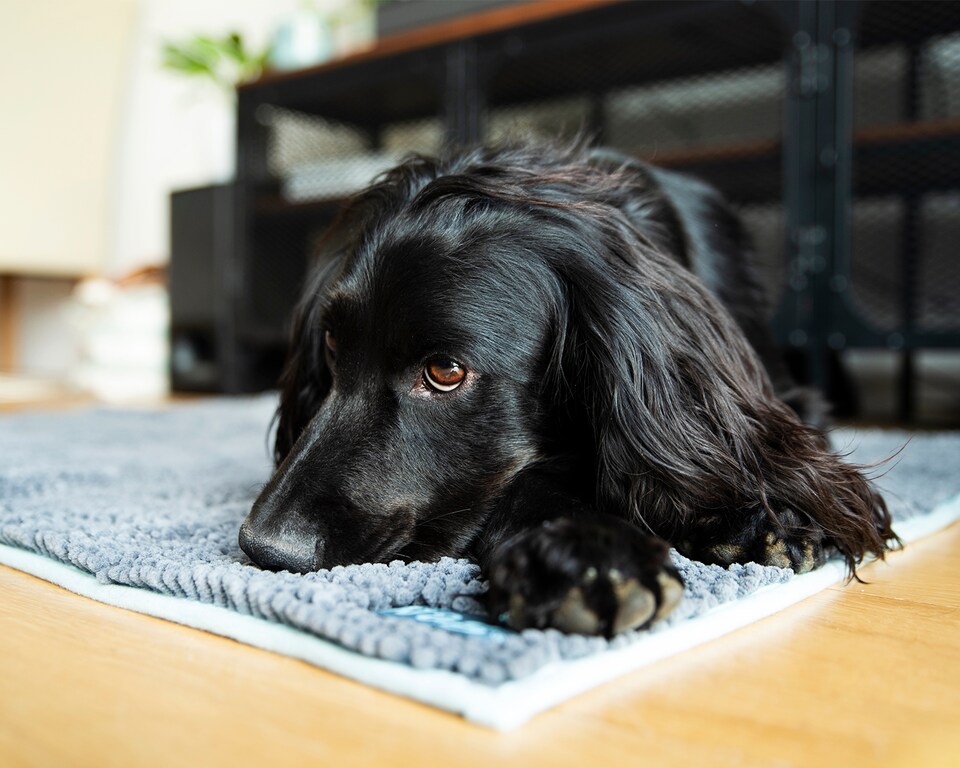 image 1 of Henry Wag Microfibre Pet Noodle Mat, Ideal As A Bed, Floor Mat Or Towel, Size X-Large | Grey | XL | 1
