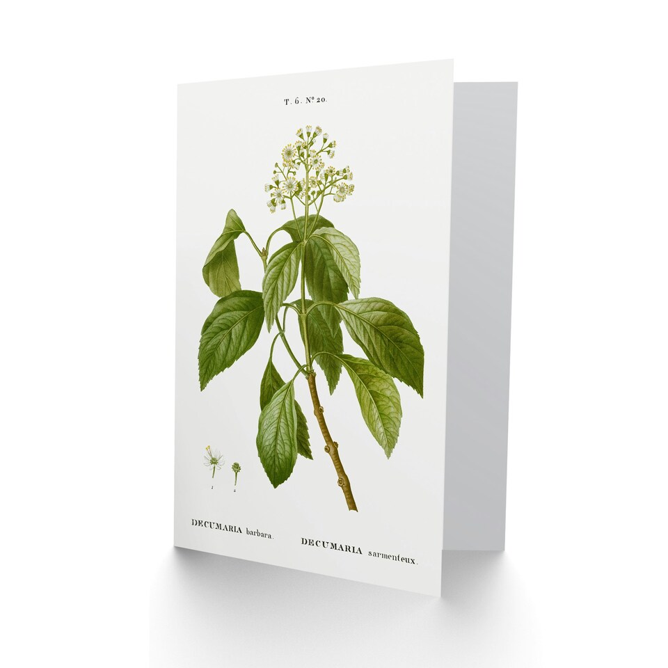 image 1 of Pierre-Joseph Redouté Art Card Climbing Hydrangea Flowers