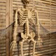 image 6 of 5ft (150cm) Posable Full Body Halloween LED Skeleton Decoration with Movable Joints and LED Eyes
