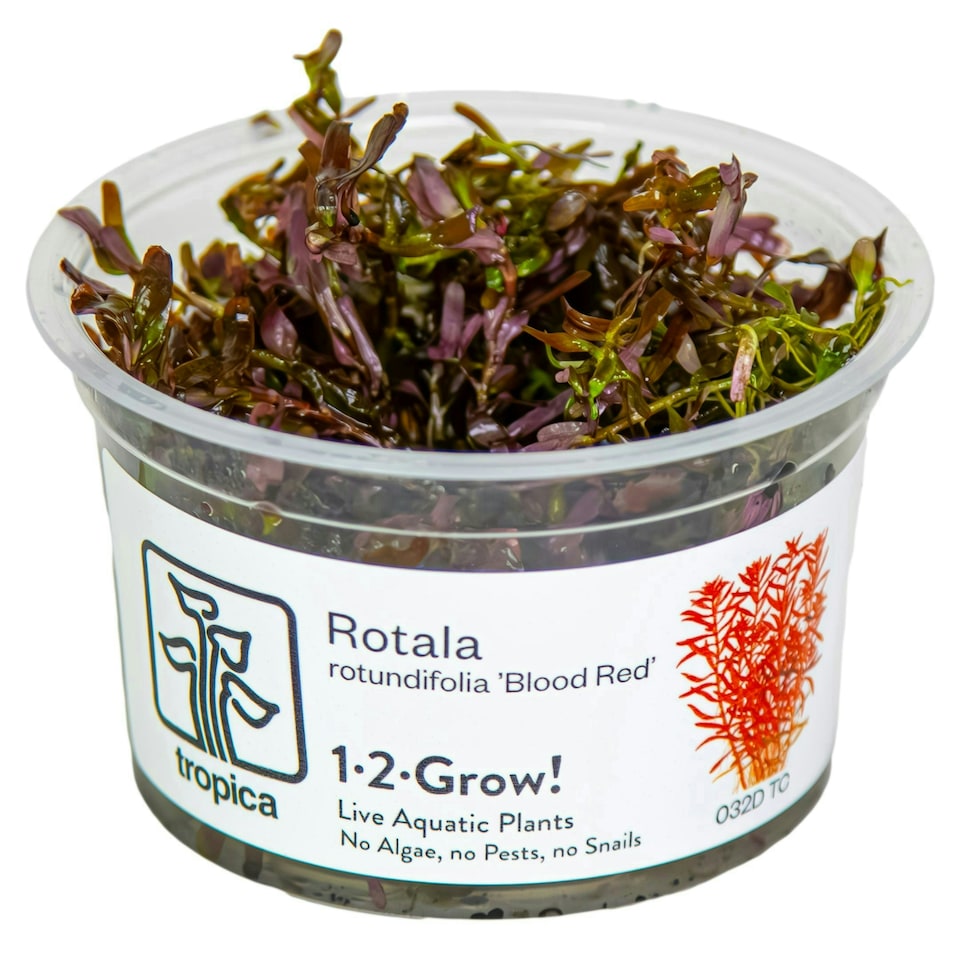 image 1 of Tropica Rotala rotundifolia 'Blood Red' (Medium, Red) 1-2-Grow! N/A