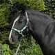image 4 of Rhinegold Carnival Headcollar & Rope Blue | Colour: Blue Check
Size: Full