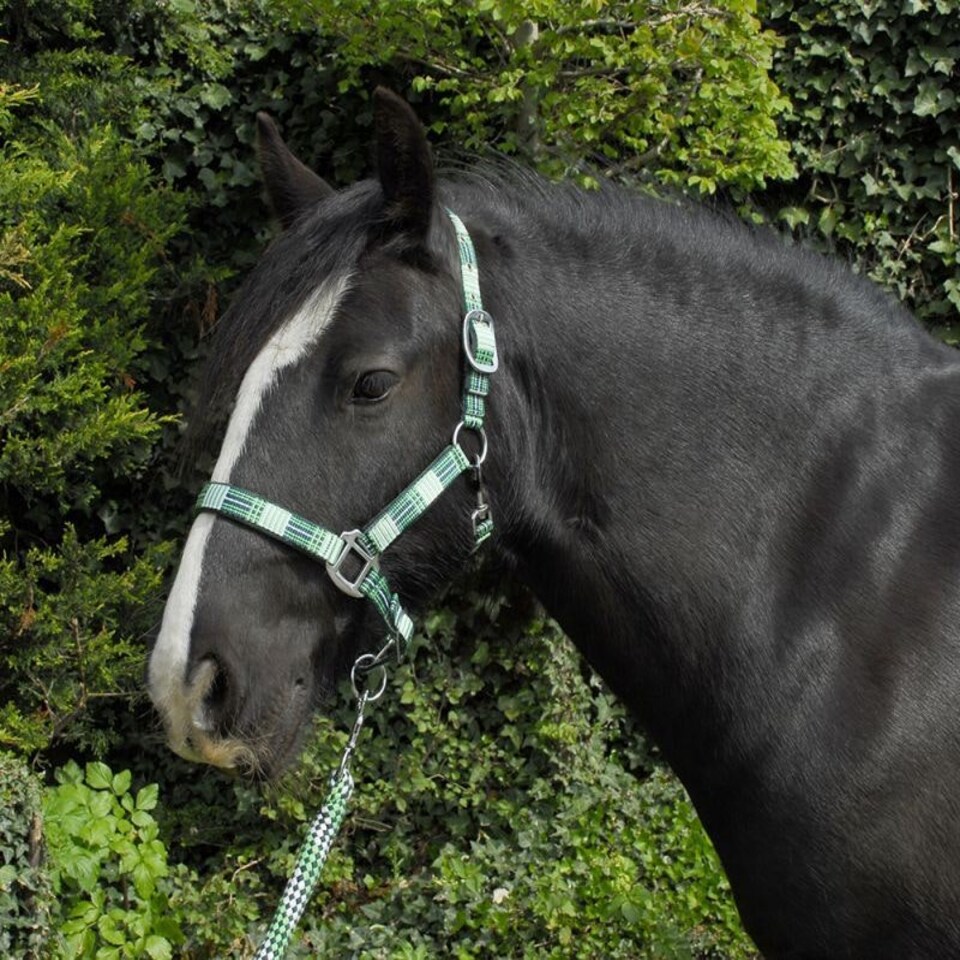 image 1 of Rhinegold Carnival Headcollar & Rope Blue | Colour: Blue Check
Size: Full